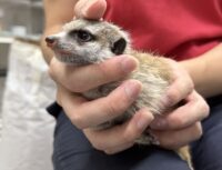 ミーアキャットベビー♂♀（2025年6月産まれ）の画像10