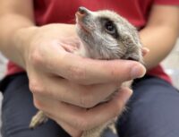 ミーアキャットベビー♂♀（2025年6月産まれ）の画像11