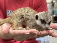 ミーアキャットベビー♂♀（2025年6月産まれ）の画像7