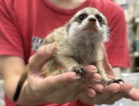 ミーアキャットベビー♂♀（2025年6月産まれ）の画像8
