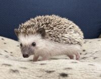 ハリネズミ（国産ベビー：ソルト＆ペッパー♀）の画像2