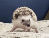 ハリネズミ（国産ベビー：ソルト＆ペッパー♀）の画像1