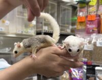 フクロモモンガ　ヤング♀2匹（ホワイトモザイク＆モザイク）超懐っこいです♪の画像4