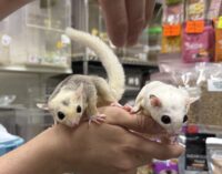 フクロモモンガ　ヤング♀2匹（ホワイトモザイク＆モザイク）超懐っこいです♪の画像11