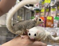 フクロモモンガ　ヤング♀2匹（ホワイトモザイク＆モザイク）超懐っこいです♪の画像5