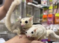 フクロモモンガ　ヤング♀2匹（ホワイトモザイク＆モザイク）超懐っこいです♪の画像1