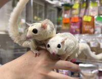 フクロモモンガ　ヤング♀2匹（ホワイトモザイク＆モザイク）超懐っこいです♪の画像6