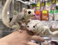 フクロモモンガ　ヤング♀2匹（ホワイトモザイク＆モザイク）超懐っこいです♪の画像3