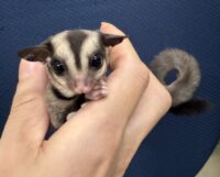 フクロモモンガ　タイCBベビー♀超懐っこいです♪の画像5