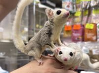 フクロモモンガ　ヤング♀2匹（ホワイトモザイク＆モザイク）超懐っこいです♪の画像8