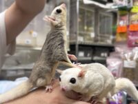 フクロモモンガ　ヤング♀2匹（ホワイトモザイク＆モザイク）超懐っこいです♪の画像10
