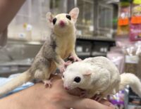 フクロモモンガ　ヤング♀2匹（ホワイトモザイク＆モザイク）超懐っこいです♪の画像12