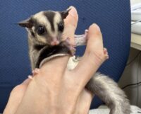 フクロモモンガ　タイCBベビー♀超懐っこいです♪の画像6
