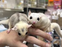 フクロモモンガ　ヤング♀2匹（ホワイトモザイク＆モザイク）超懐っこいです♪の画像9