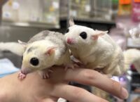 フクロモモンガ　ヤング♀2匹（ホワイトモザイク＆モザイク）超懐っこいです♪の画像2