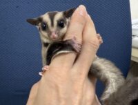 フクロモモンガ　タイCBベビー♀超懐っこいです♪の画像4
