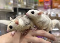 フクロモモンガ　ヤング♀2匹（ホワイトモザイク＆モザイク）超懐っこいです♪の画像7