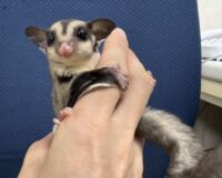 フクロモモンガ　タイCBベビー♀超懐っこいです♪の画像1