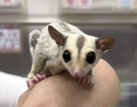フクロモモンガの画像6
