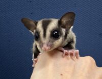 フクロモモンガ　タイCBベビー♀超懐っこいです♪の画像8
