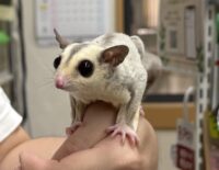 フクロモモンガの画像8