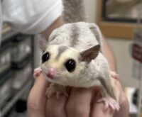 フクロモモンガの画像9