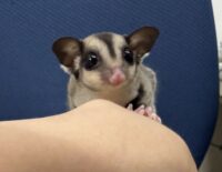 フクロモモンガ　タイCBベビー♀超懐っこいです♪の画像3