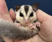 フクロモモンガの画像8