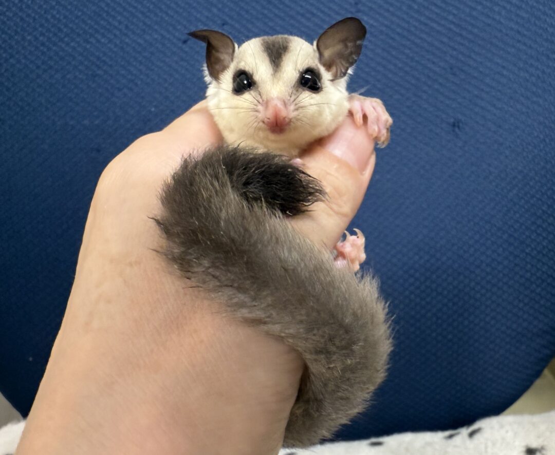 フクロモモンガのメイン画像