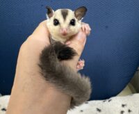 フクロモモンガの画像4