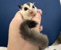 フクロモモンガの画像7