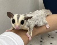 フクロモモンガの画像4