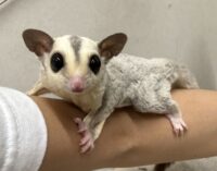 フクロモモンガの画像5