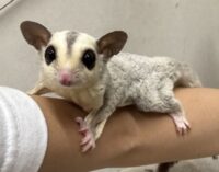 フクロモモンガの画像1