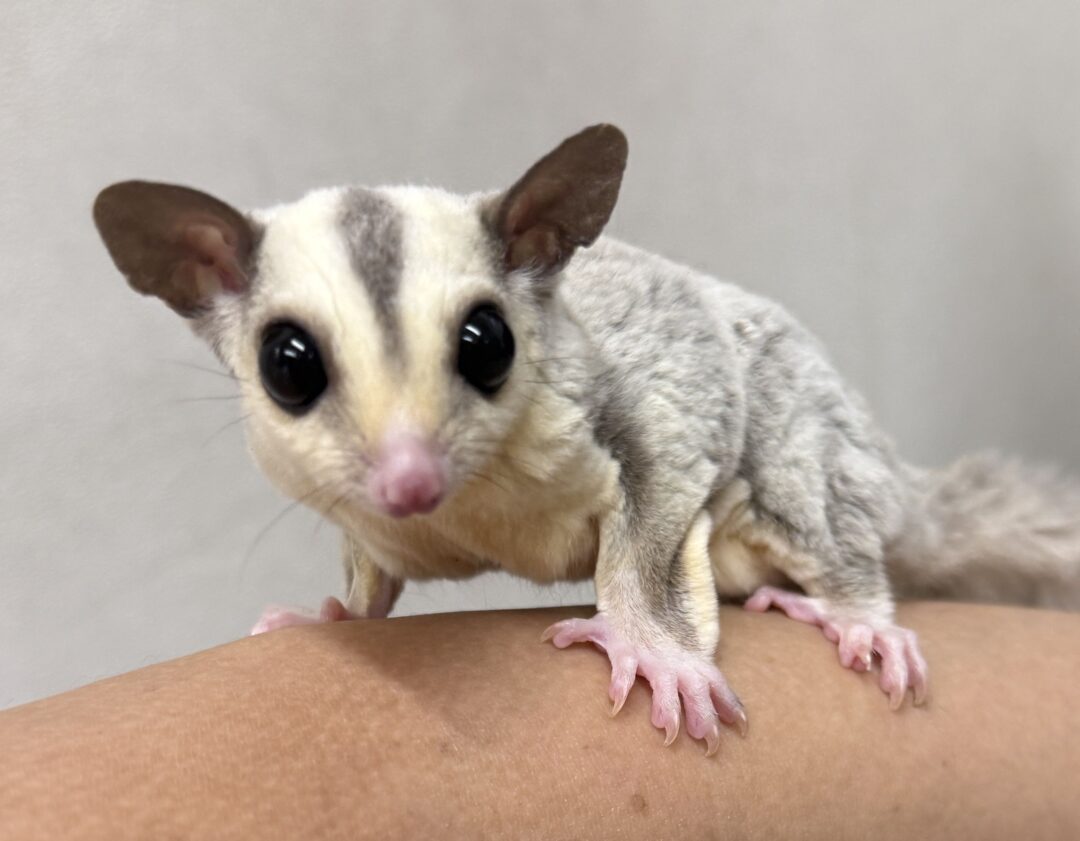 フクロモモンガのメイン画像
