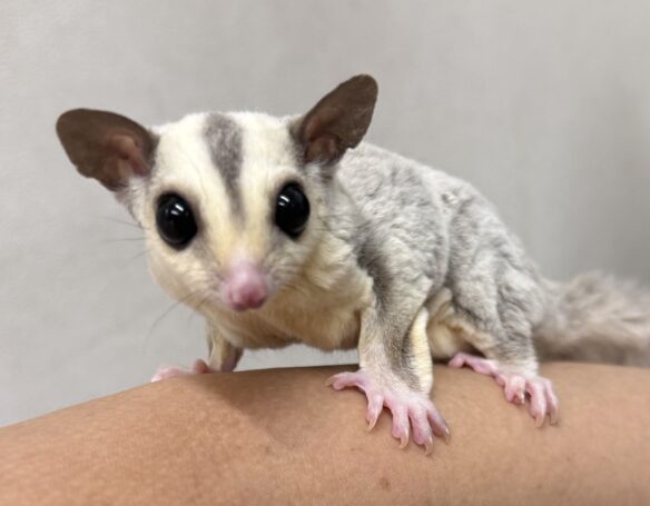 フクロモモンガのメイン画像