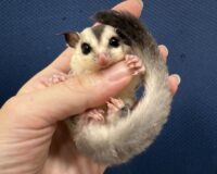 フクロモモンガの画像1