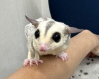 フクロモモンガの画像7