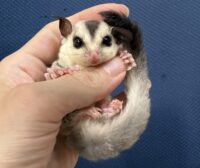 フクロモモンガの画像6