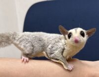 フクロモモンガの画像2