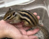 シマリス ♂（2026年春生まれの新生児）馴れてます♪の画像3