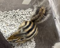 シマリス ♂（2026年春生まれの新生児）馴れてます♪の画像5