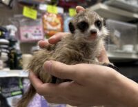 ミーアキャットベビー♂♀（2025年6月産まれ）の画像1