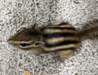 シマリス ♂（2026年春生まれの新生児）馴れてます♪の画像8