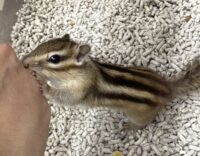 シマリス ♂（2026年春生まれの新生児）馴れてます♪の画像4