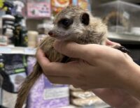 ミーアキャットベビー♂♀（2025年6月産まれ）の画像5