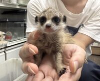 ミーアキャットベビー♂♀（2025年6月産まれ）の画像3