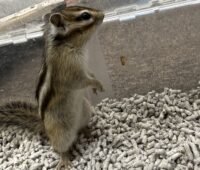 シマリス ♂（2026年春生まれの新生児）馴れてます♪の画像9