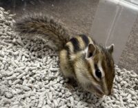 シマリス ♂（2026年春生まれの新生児）馴れてます♪の画像7