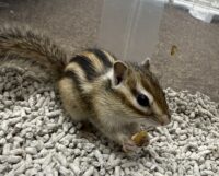 シマリス ♂（2026年春生まれの新生児）馴れてます♪の画像2